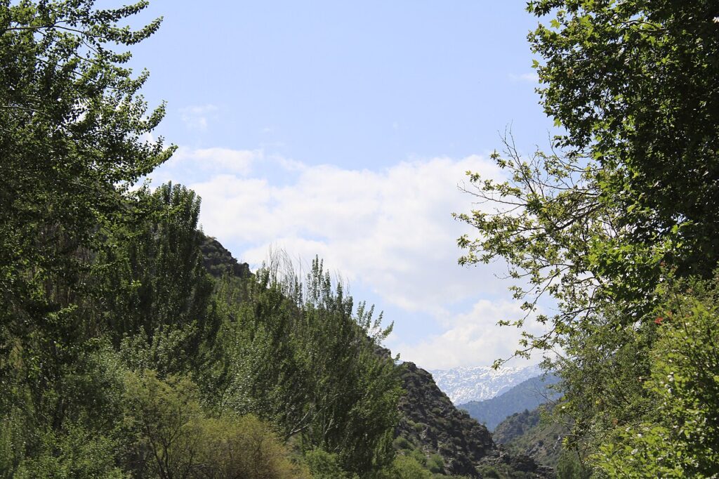 Juniper-covered mountain slopes and alpine meadow in Zaamin National Park, Jizzakh region, Uzbekistan