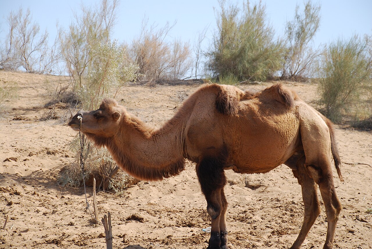Camel Trekking in the Kyzylkum Desert: An Honest Guide